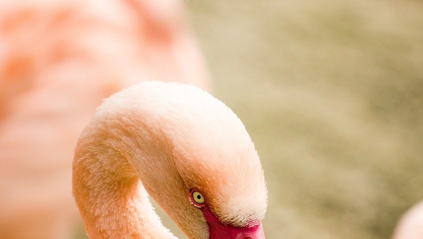 An irate flamingo staring down Rabbit Man.