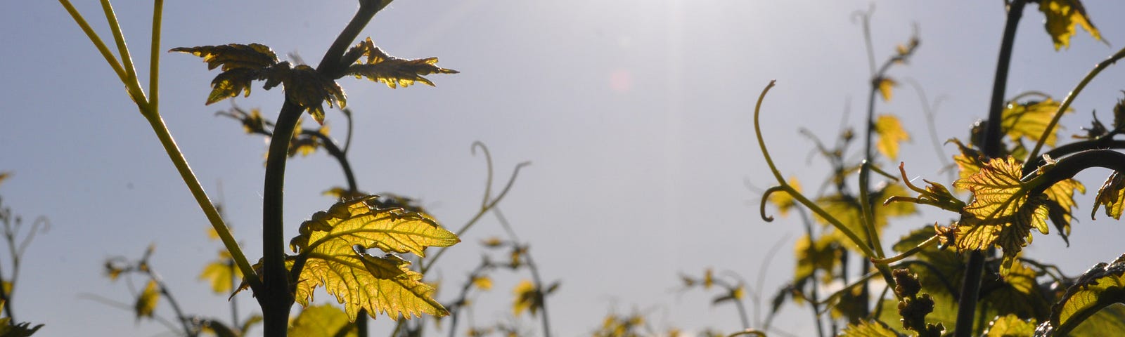 A vining plant growing upwards beyond a trellis