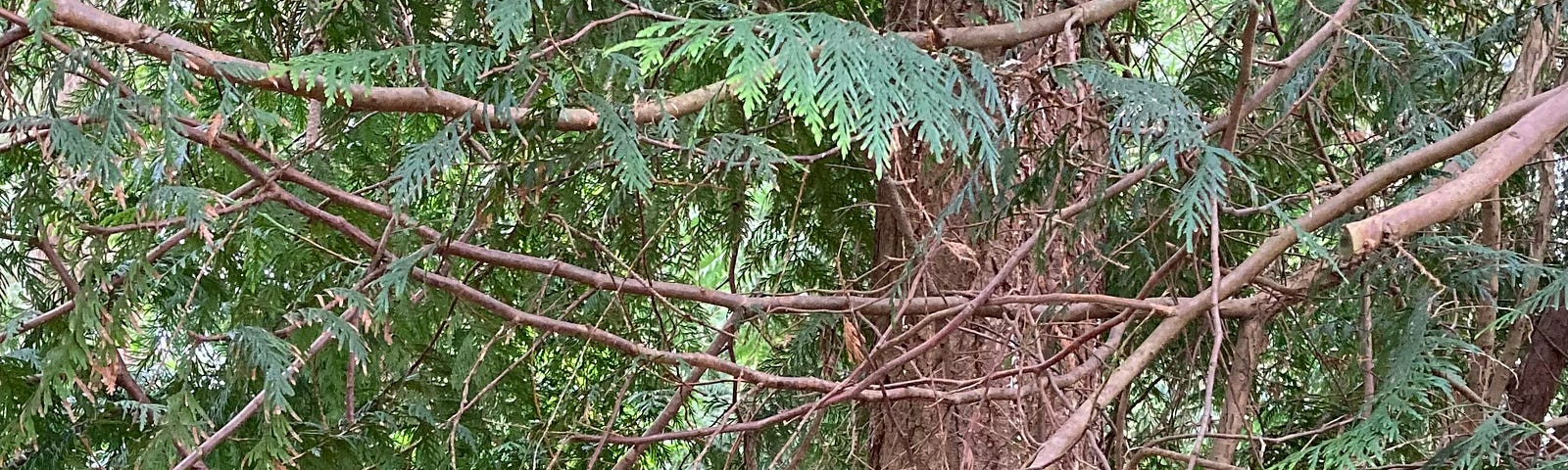 photo of a cedar tree with lots of tangled branches