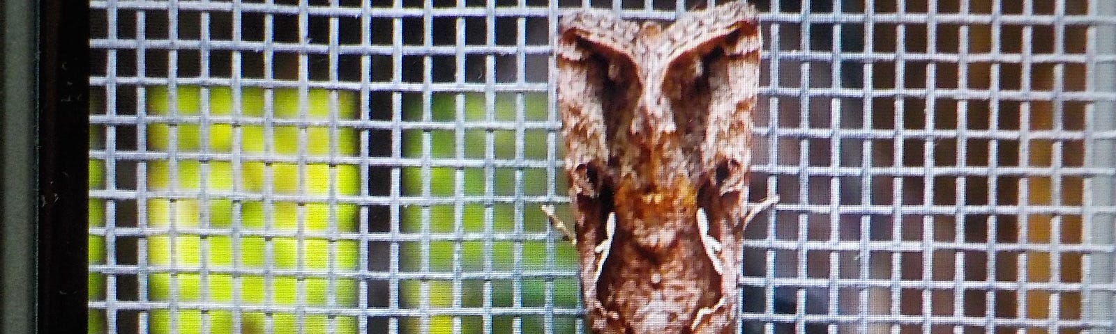 A moth that looks like a scary alien face