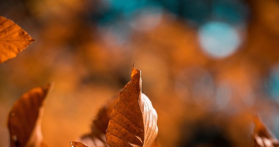 photograph of a fall leaf.