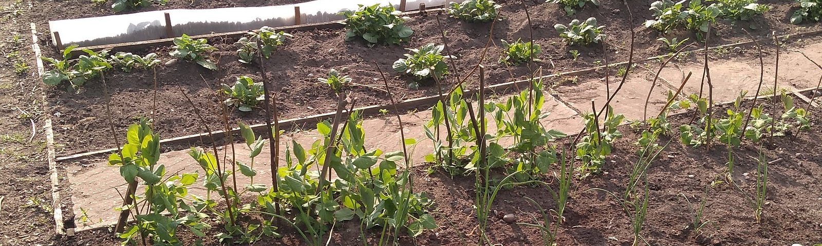 Allotment growing vegetables including beans, peas, potatoes and garlic.