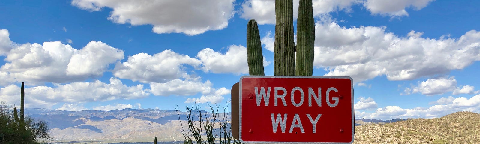 A photograph of a “wrong way” sign on Cactus Forest Drive in Saguaro National Park, US