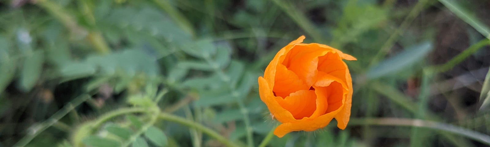 Orange flower surrounded by greenery
