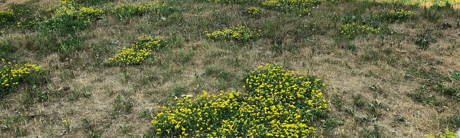 A photo of a suburban yard. The grass dead, while a flower bearing ground cover,  yellow woodsorrel, grows in its place.