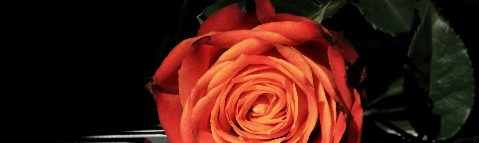 A red rose on a piano