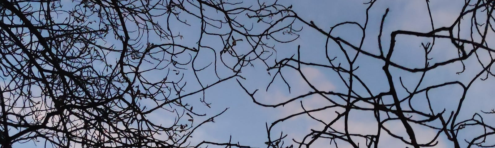 night sky with tree branches and the moon