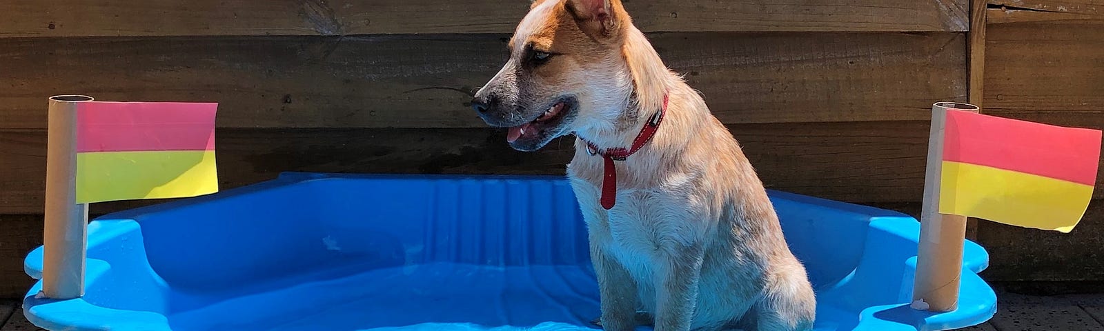 A red heeler sitting in a clamsehell pool with two homemade lifesaving flags