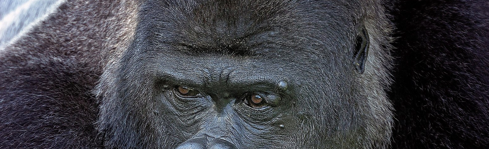 Head shot of a male silverback gorilla.