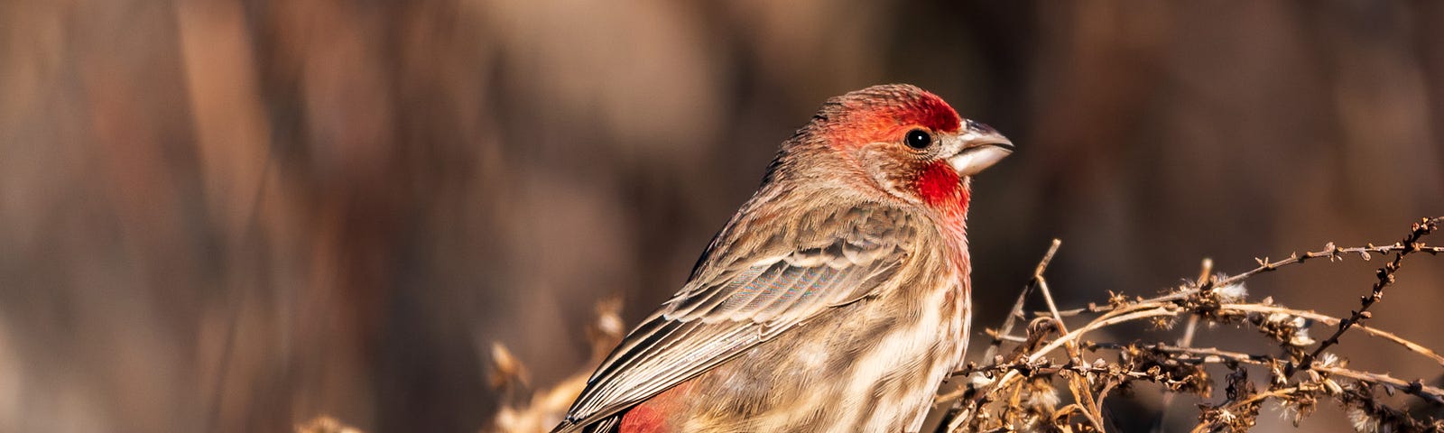 House Finch male perched in dried plants in autumn.