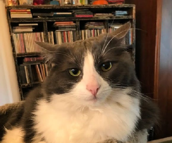 A grey and white cat looks quizzically at the camera.