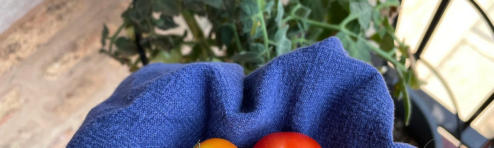 An outstretched hand covered by a blue hand towel with four red and orange tomatoes nestled in the palm. In the background, a tomato plant with small green tomatoes growing in.