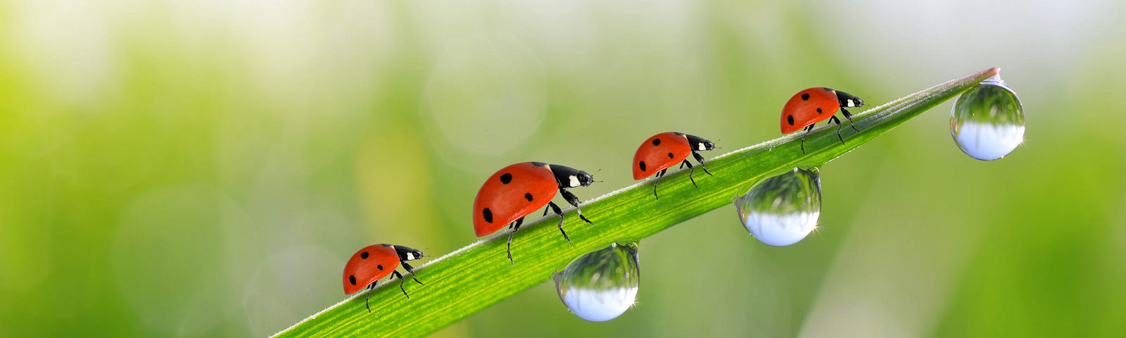 Picture of four ladybirds walking up a piece of grass; the science of remote sensing is helpful for detecting insects