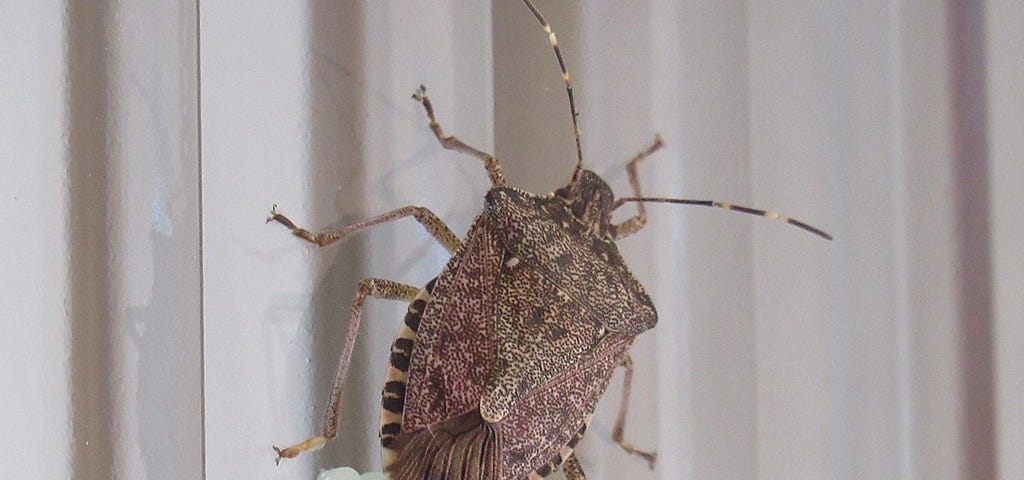 Stink bug laying eggs