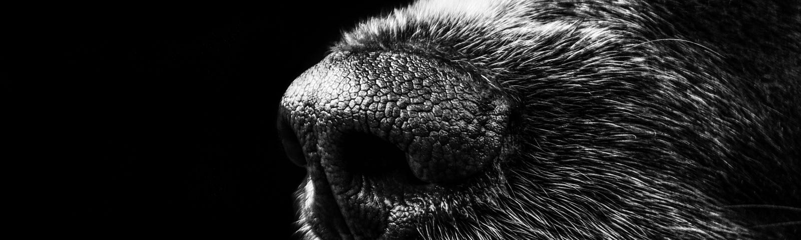 Black and white photo of a dog’s nose.