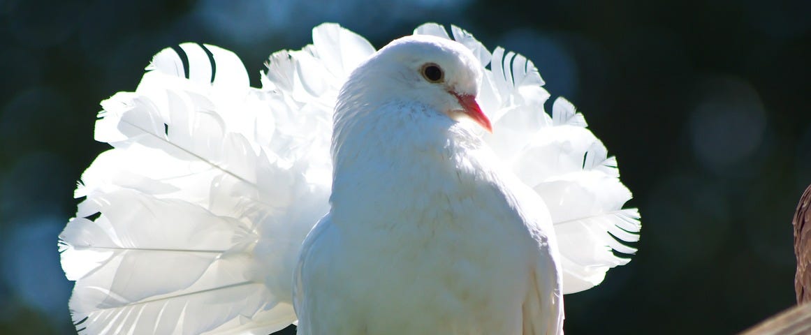 A white dove perched on a wooden fence.