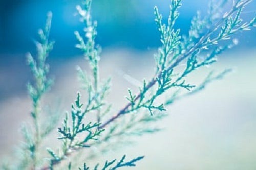 Snowflakes on delicate tree branch