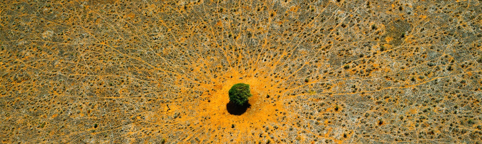 Photograph by Yann Arthus-Bertrand of an acacia in Tsavo National Park, Kenya, with many animal paths leading to and from it.