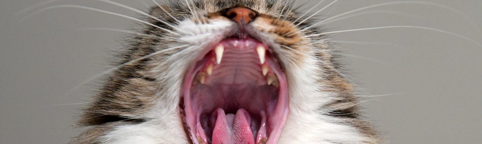 Image of a cat yawning broadly.