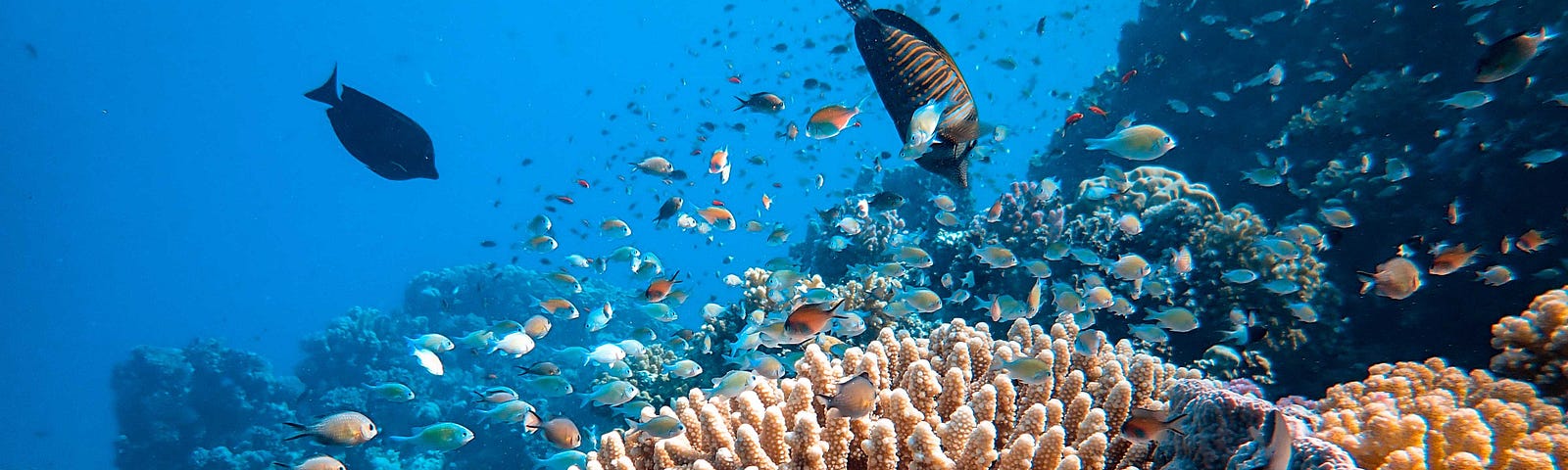 A coral reef with dozens of small ocean fish swimming near the surface of the coral.