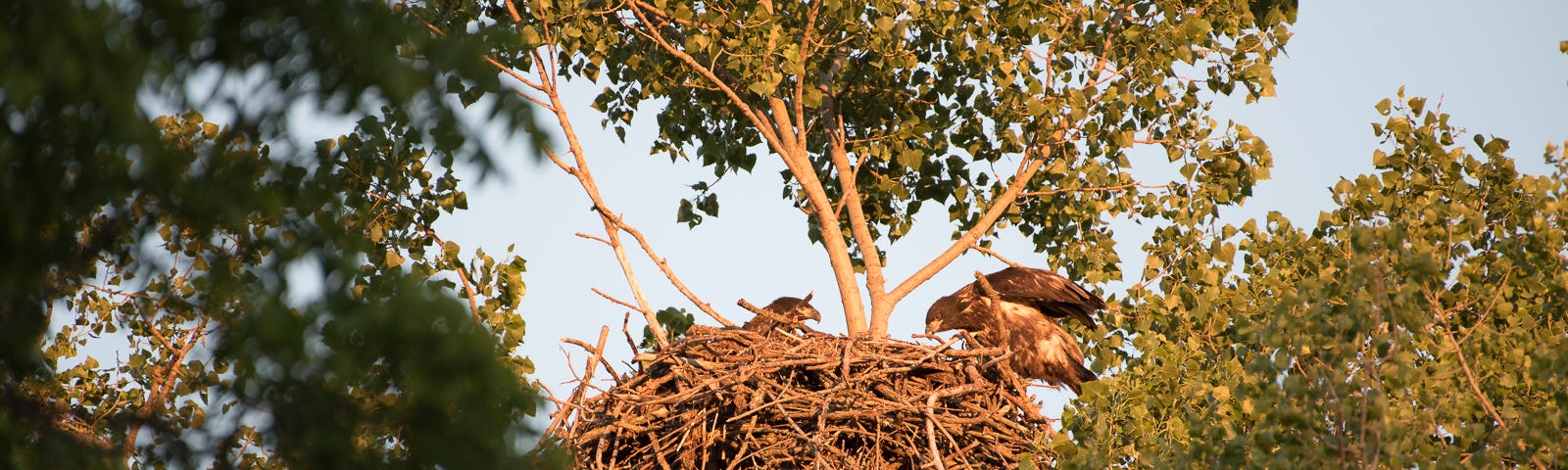Two bald eagle eaglets in their family’s nest on June 6, 2016.