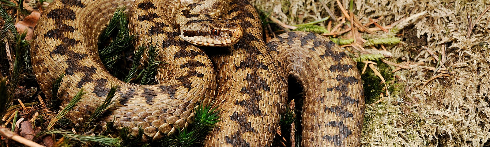 Photo of European adder snake in the grass