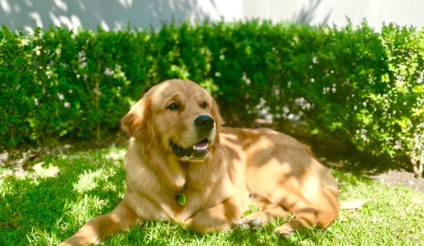 Image of my Golden Retriever, Chewy.
