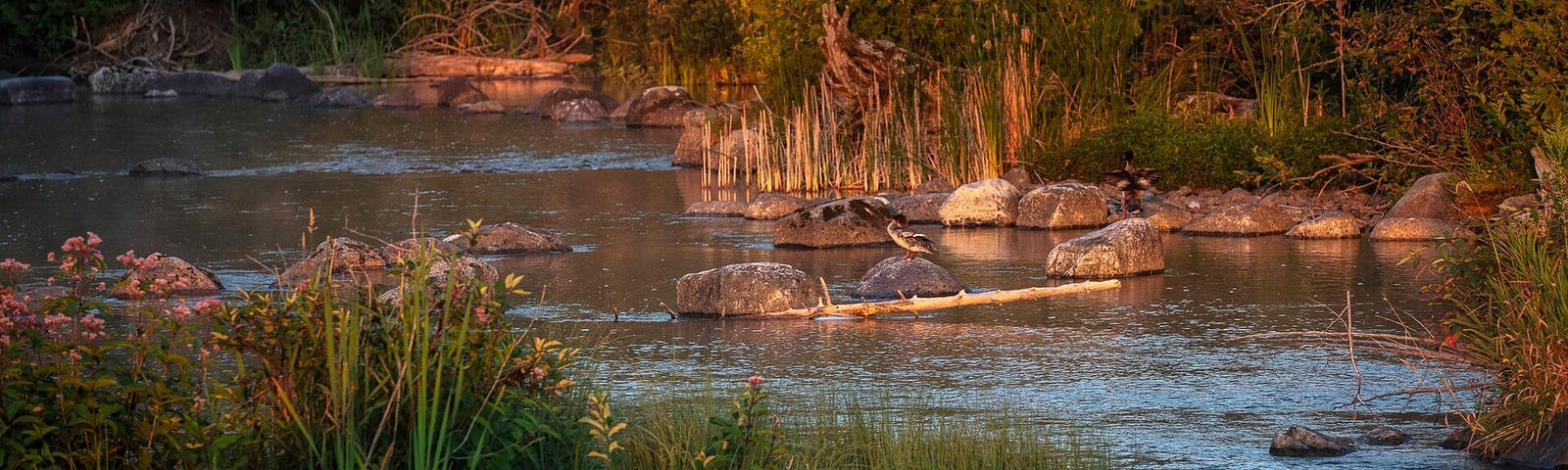 A scene in nature of a river with bullrushes and fowl.