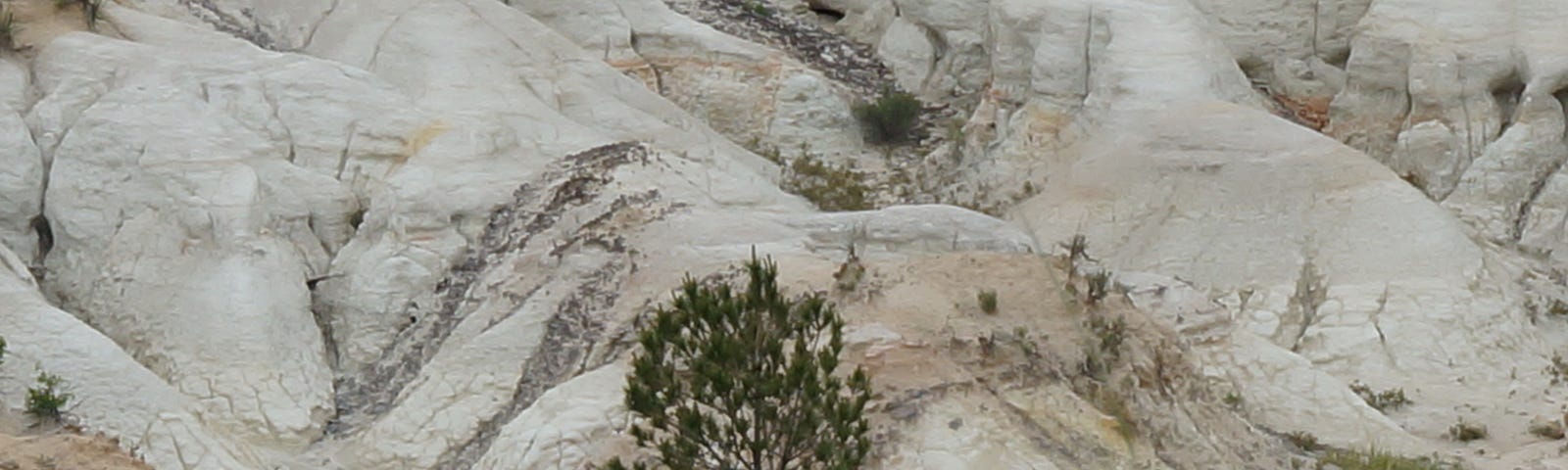 A lone evergreen growing in a very rocky area in Colorado