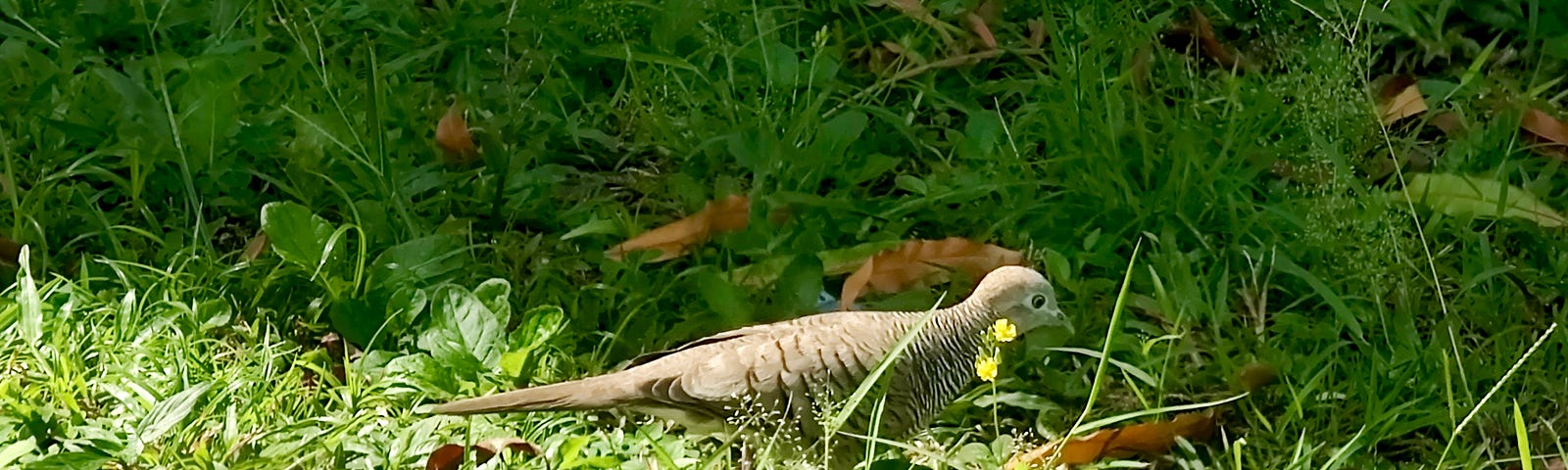 A zebra dove