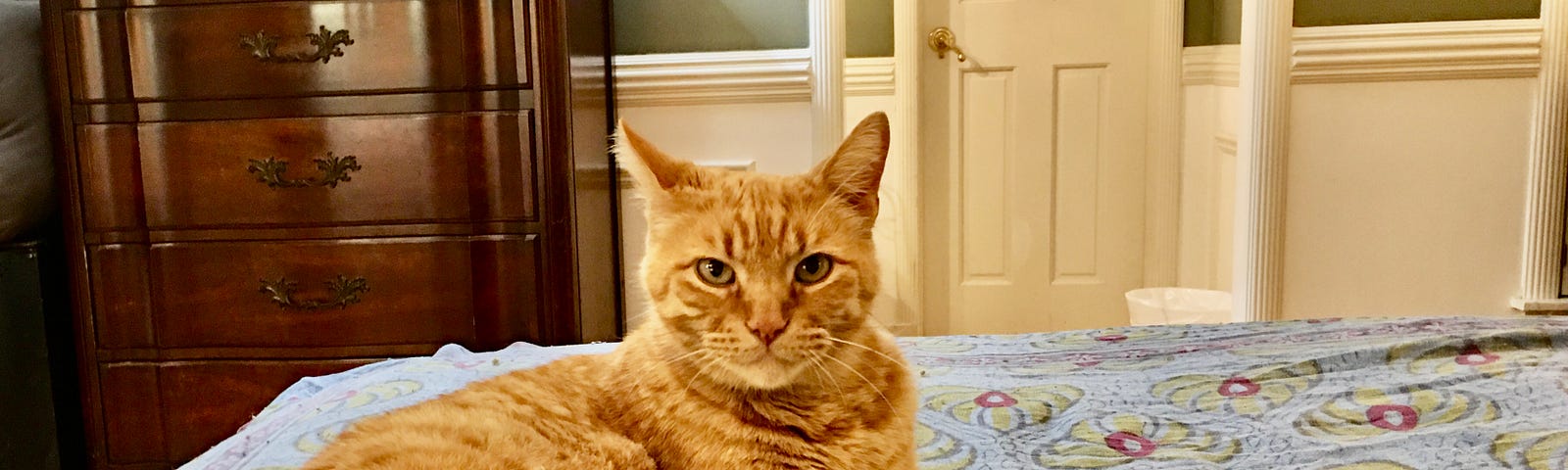 Author’s photo of Buddy Cat, a yellow tabby, lying on the bed