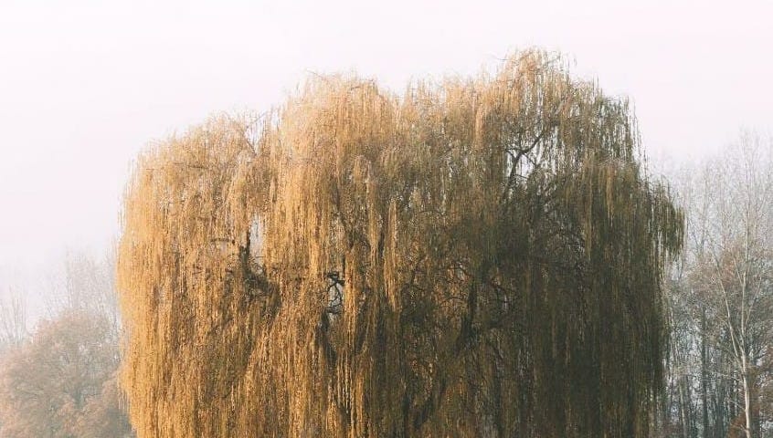 Willow in Autumn