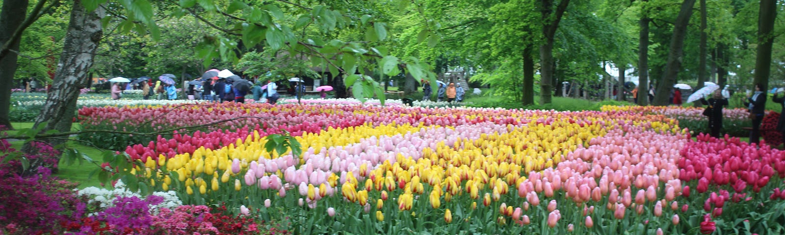 this is a photo of a tulip garden on displayk with people walking behind it with umbrellas up
