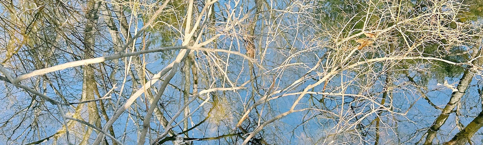 picture of a pond and tree branches