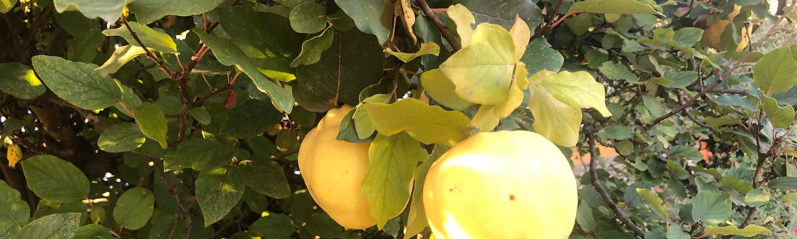 Quince in Benedita’s garden. Photo credit by the Author: Chris H