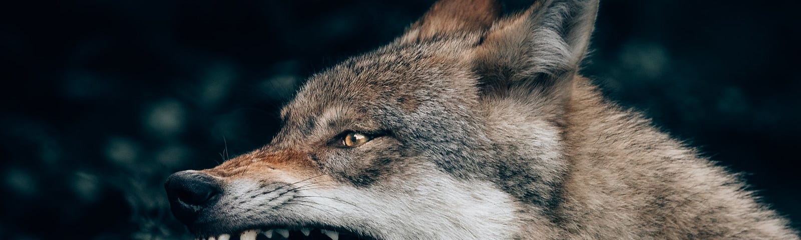 A gray wolf snarling in a forest.