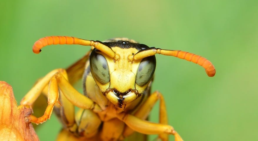 Wasp close-up