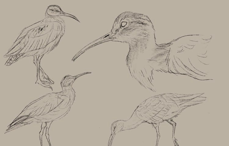 4 sketches of an eskimo curlew in different positions