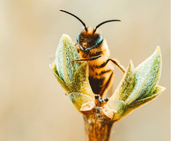 A fuzzy bee on a green flower bud.