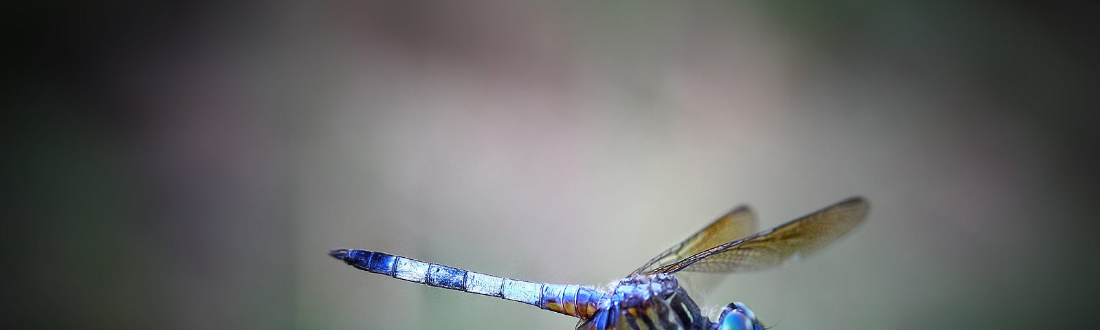 Picture of a dragon fly alighting on a plant stem.