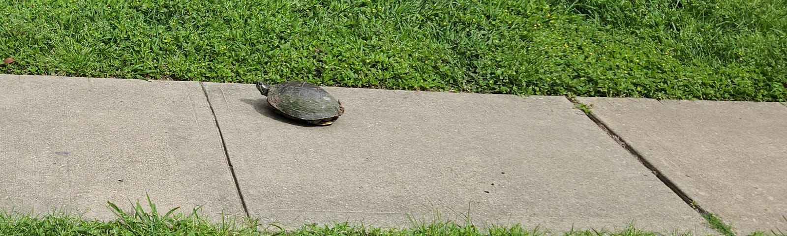 A slider turtle on a sidewalk with all its legs inside its shell. Only the head pokes out to assess the danger level.