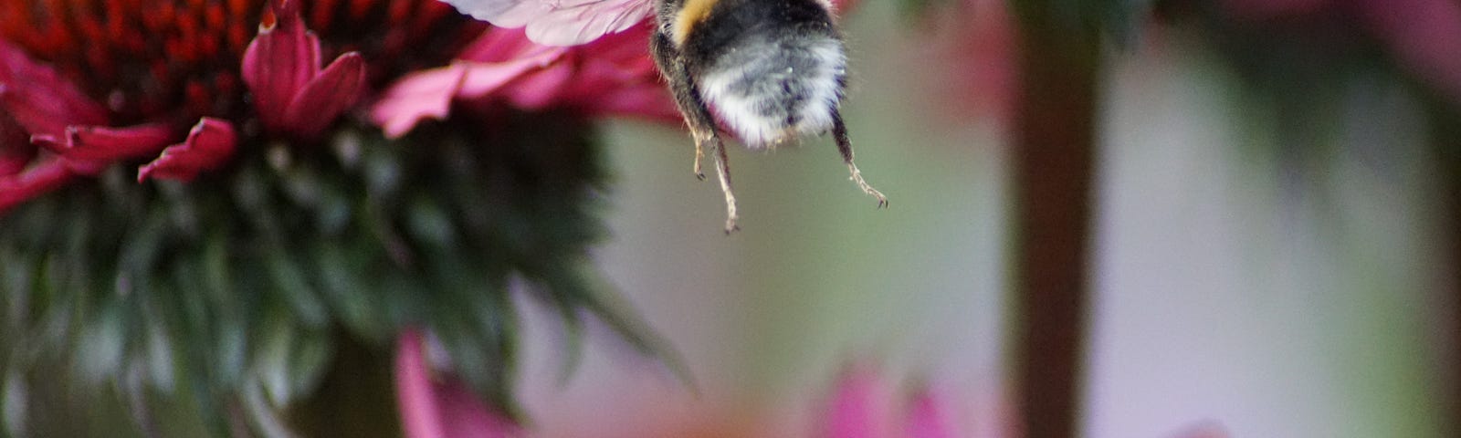 Buff-tailed bumblebee taking flight while foraging on, and pollinating, flowers