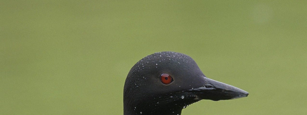 photograph of a loon on a lake with greenish water