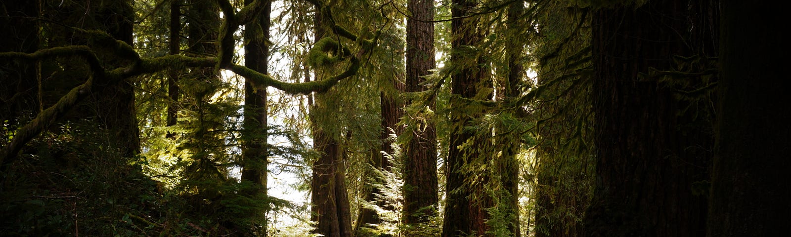 Visitor walking in rainforest