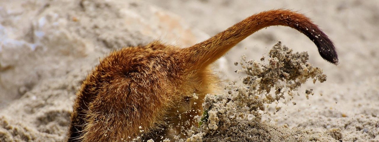 A meerkat digging in the sand