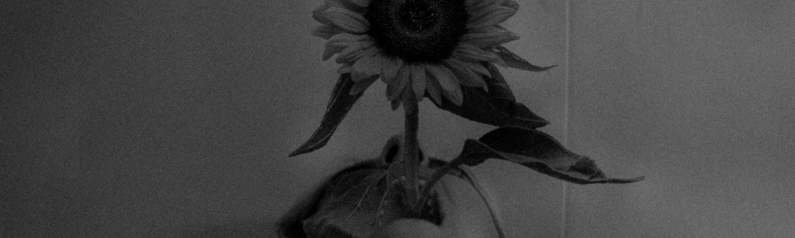 A photo of a woman with sunflower by Whoisshe from Pexels