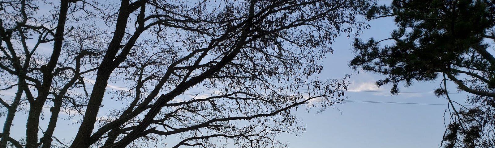 Sunset in Templeton behind tall trees and vineyard, March 12, 2022, author photo, © Barbara Radisavljevic