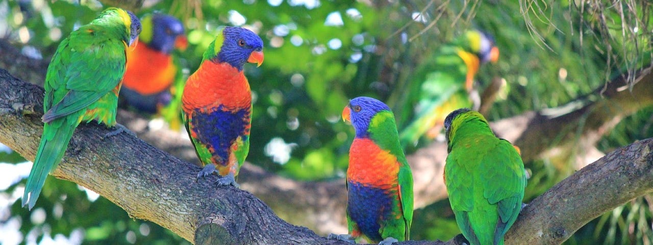 Five colourful Lorikeet parrots sitting in a tree branch.