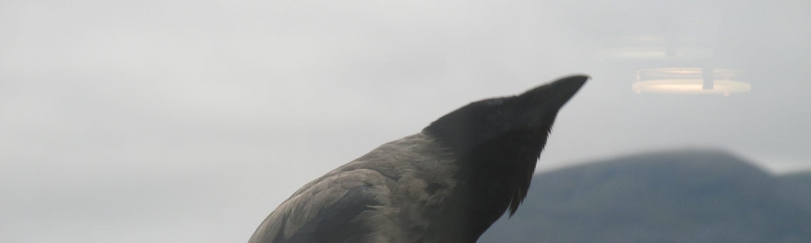 A large crow or raven stares skyward in a bleak background — harbinger of impending doom.
