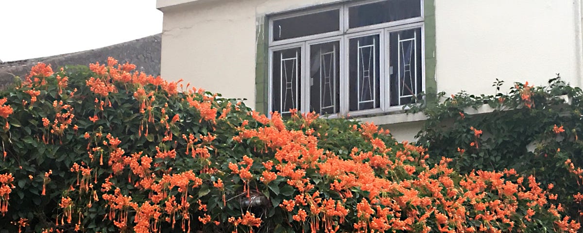 Blossom of orange firecracker flowers on the shed of the entrance of a building.